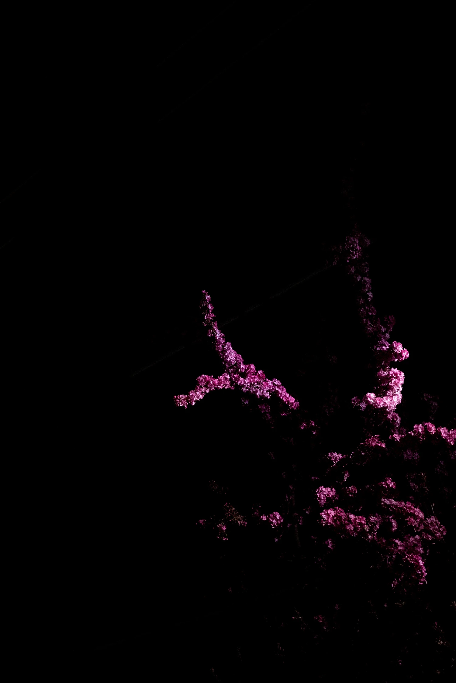 Daniel Annbjer - Graphic Design & Art Direction